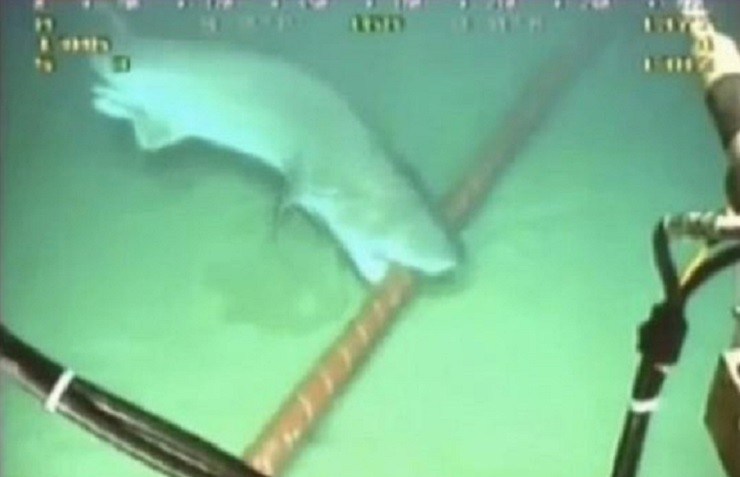 Cabos submarinos são danificados por tubarões!